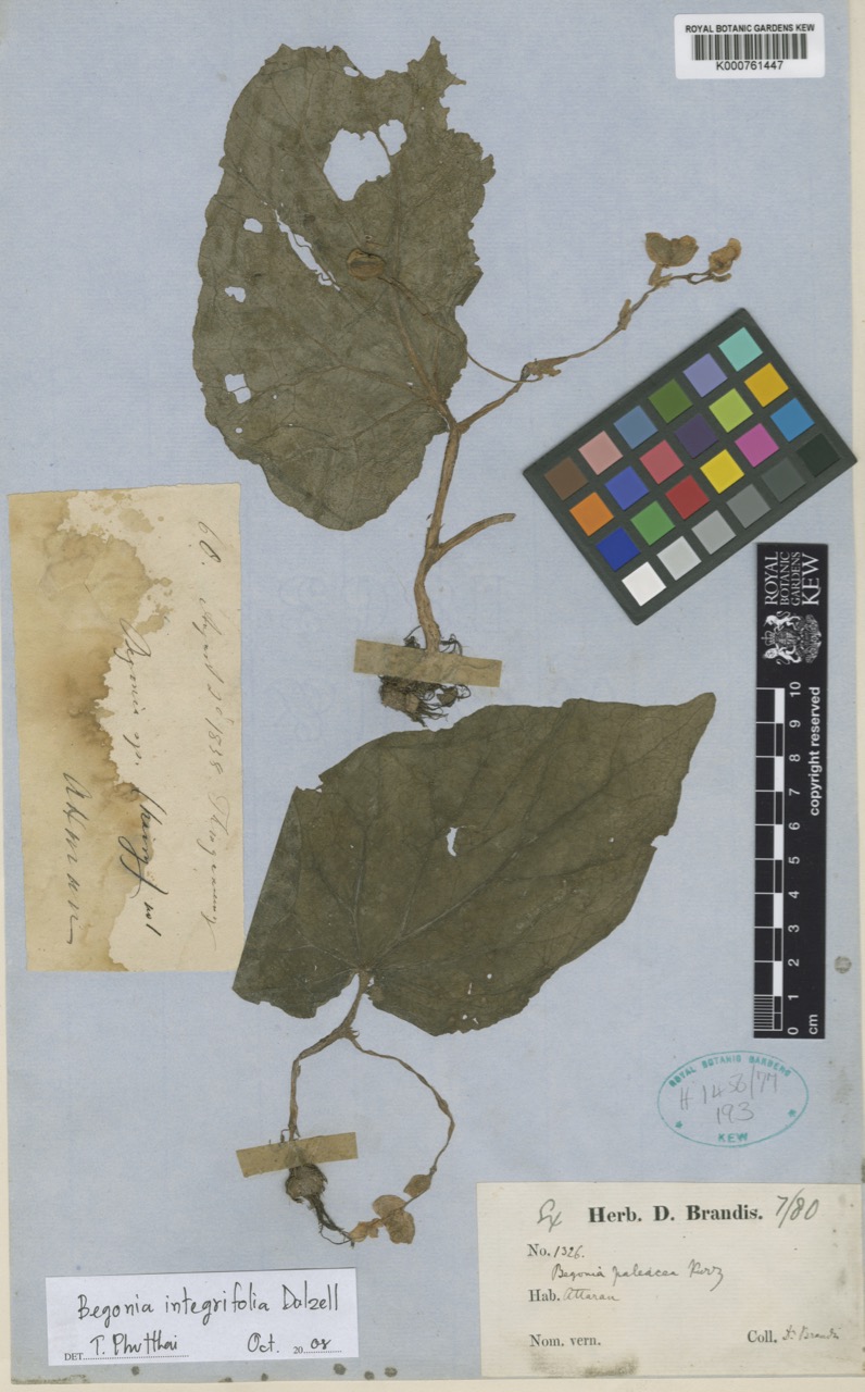 B. paleacea